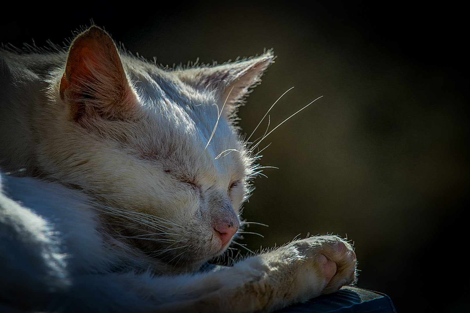 Kitten sleeping